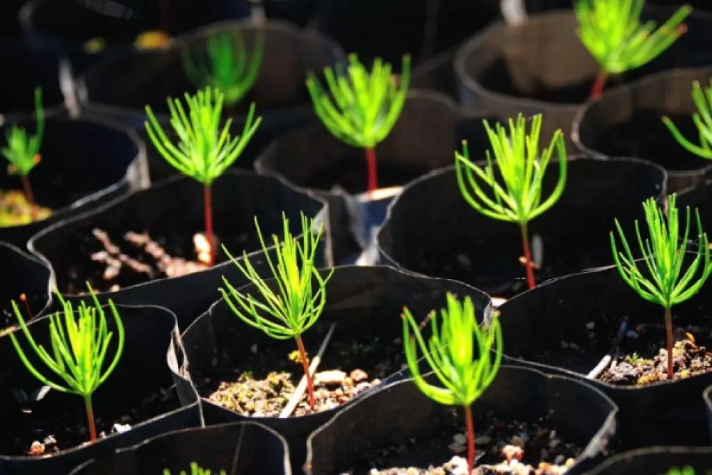 Production de sapins de Noël : de nouvelles règles à respecter !