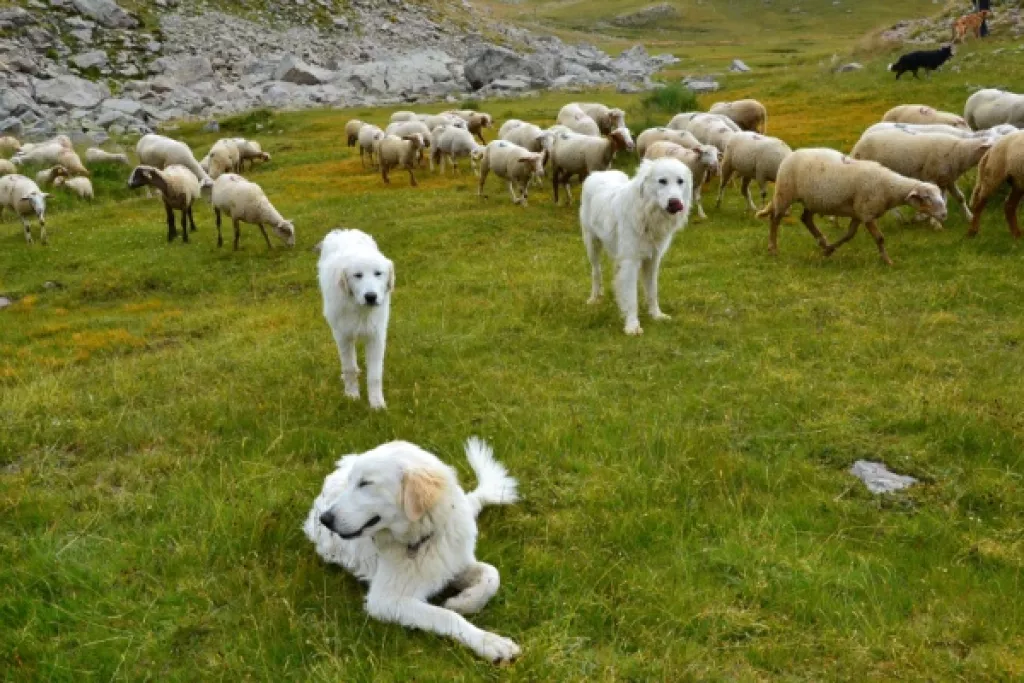 Chiens de protection des troupeaux : du nouveau !