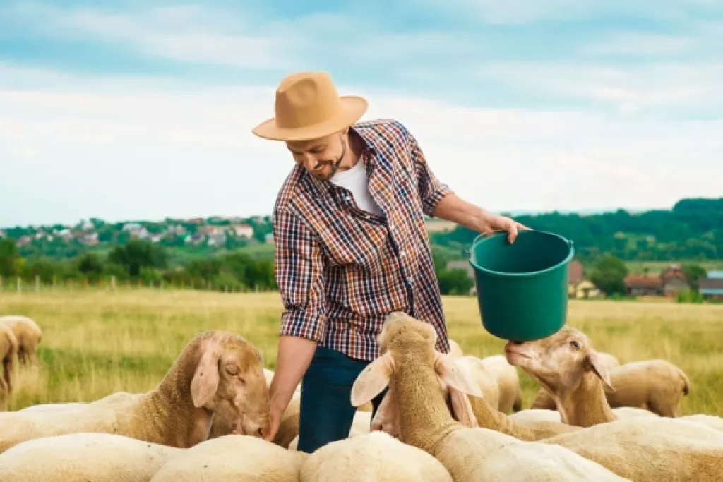 Agriculture : aides financières pour les éleveurs