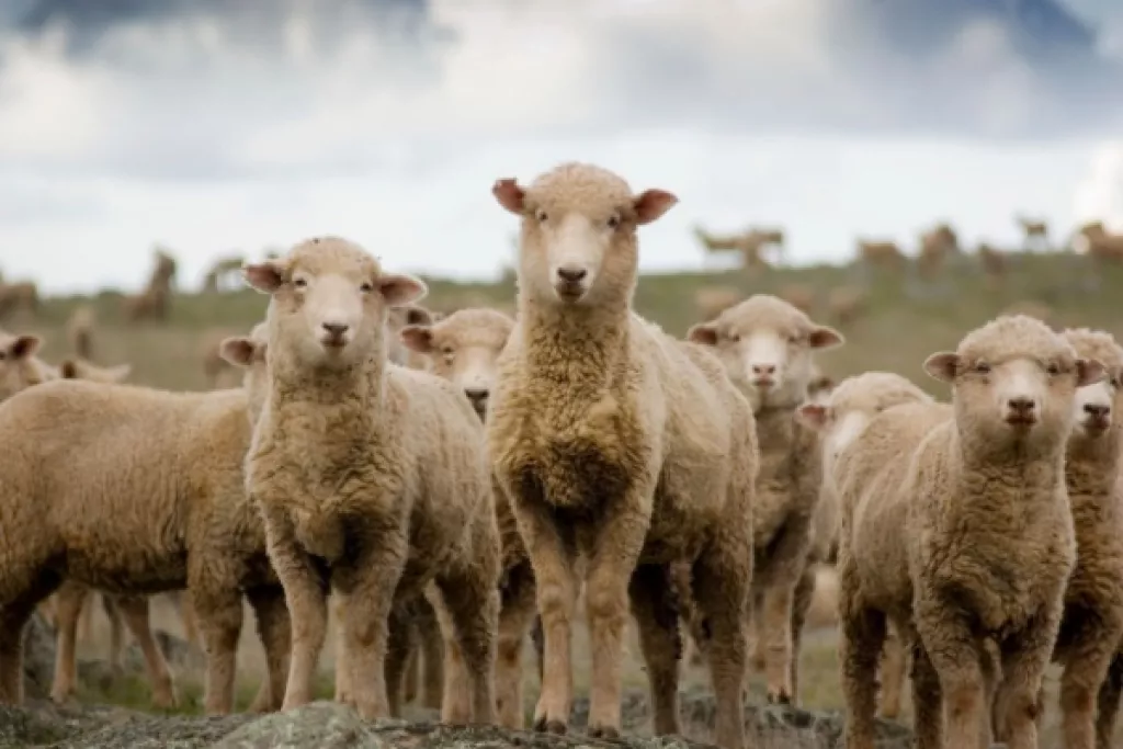 Fièvre catarrhale ovine : quelle est la réponse du Gouvernement ?